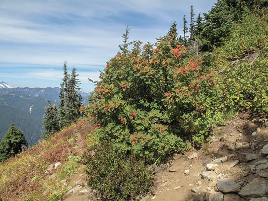 Mountain ash produces a berry that bears favor in the fall, but it is poisonous to humans.